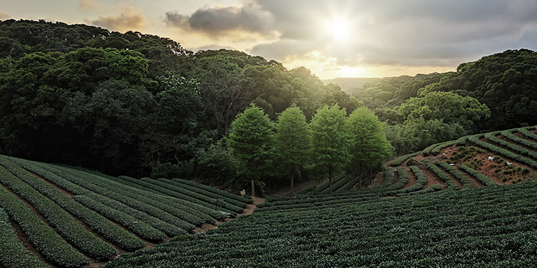 The tea plantation landscape sunset, Taiwan